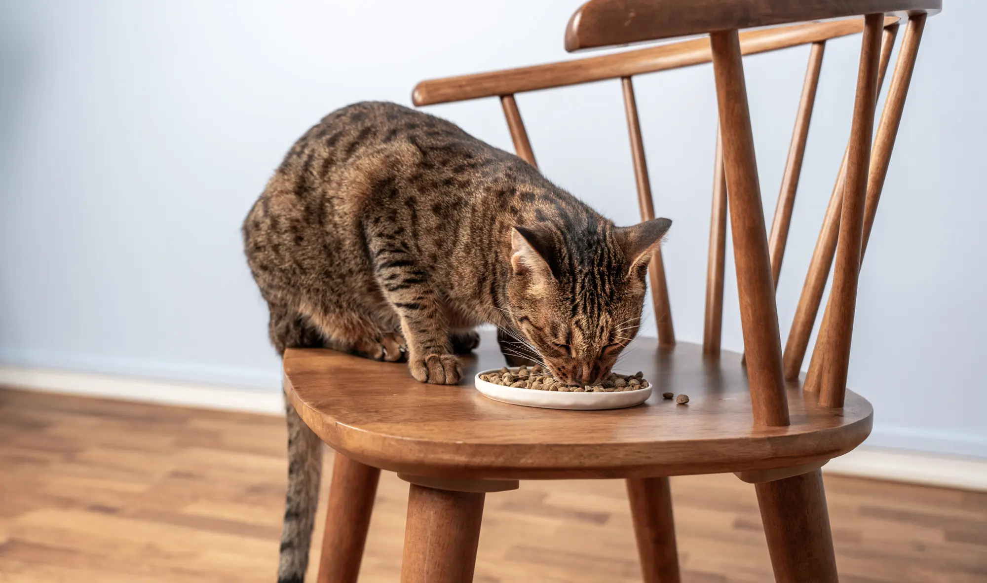 Petgood Hyönteispohjainen premium-ruoka aikuisille kissoille