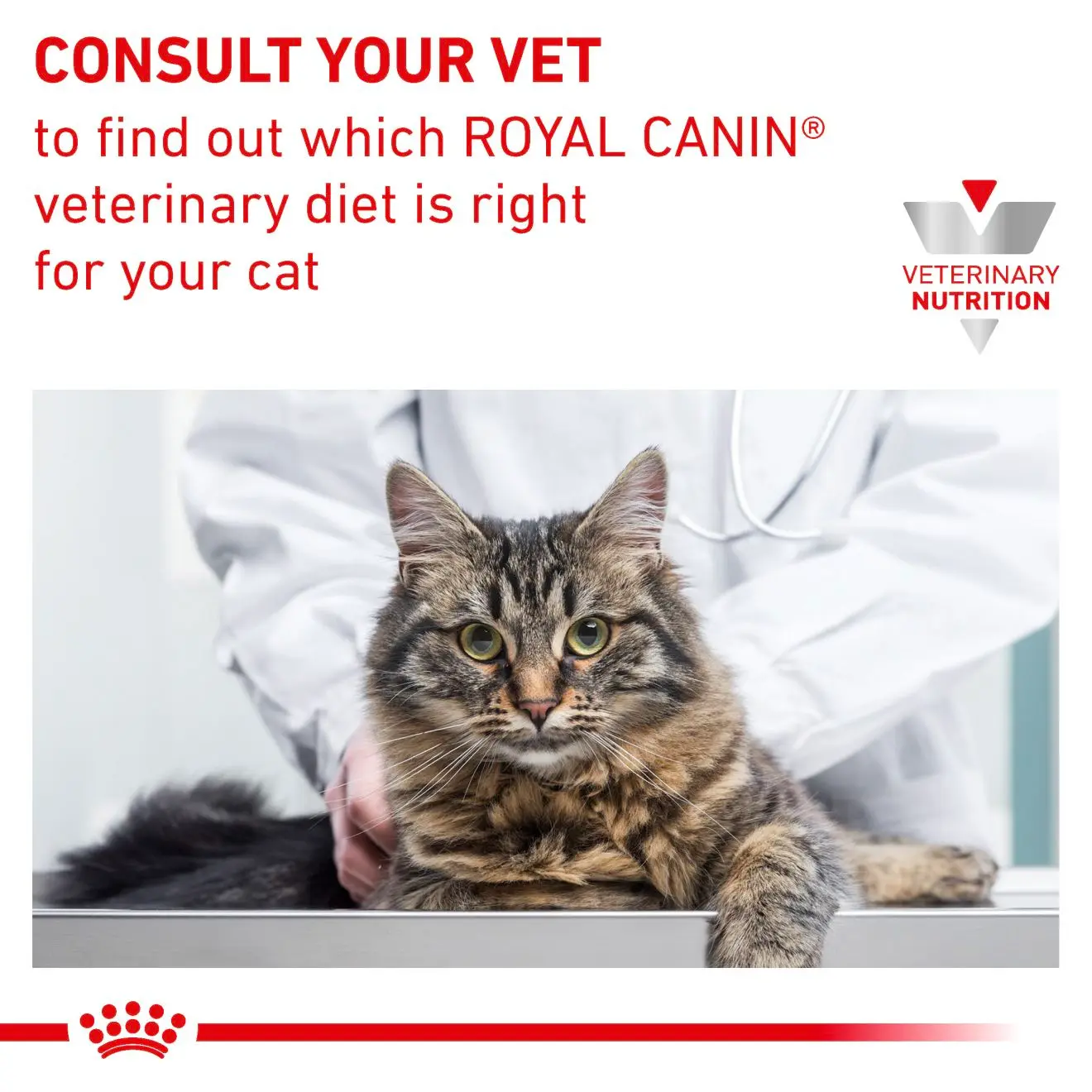 Gastrointestinal Torrfoder för katt