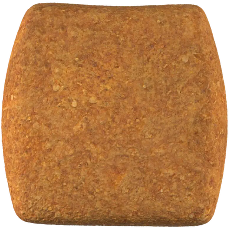 Poodle Adult Dry food koirille