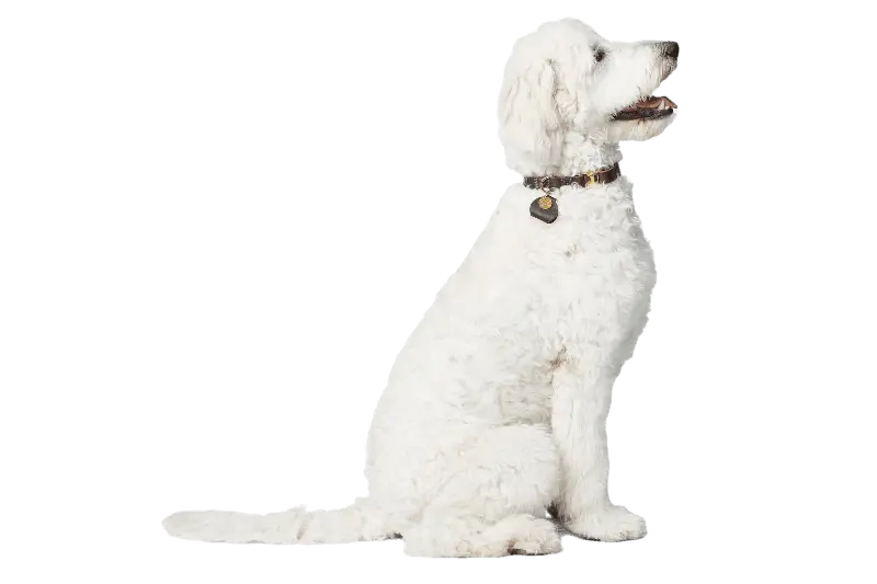 Hundhalsband Sansibar Cognac