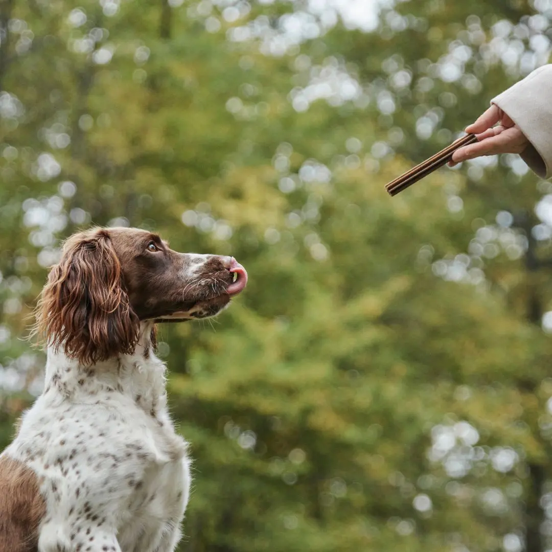 Petgood Insektsbaserade Dental Sticks