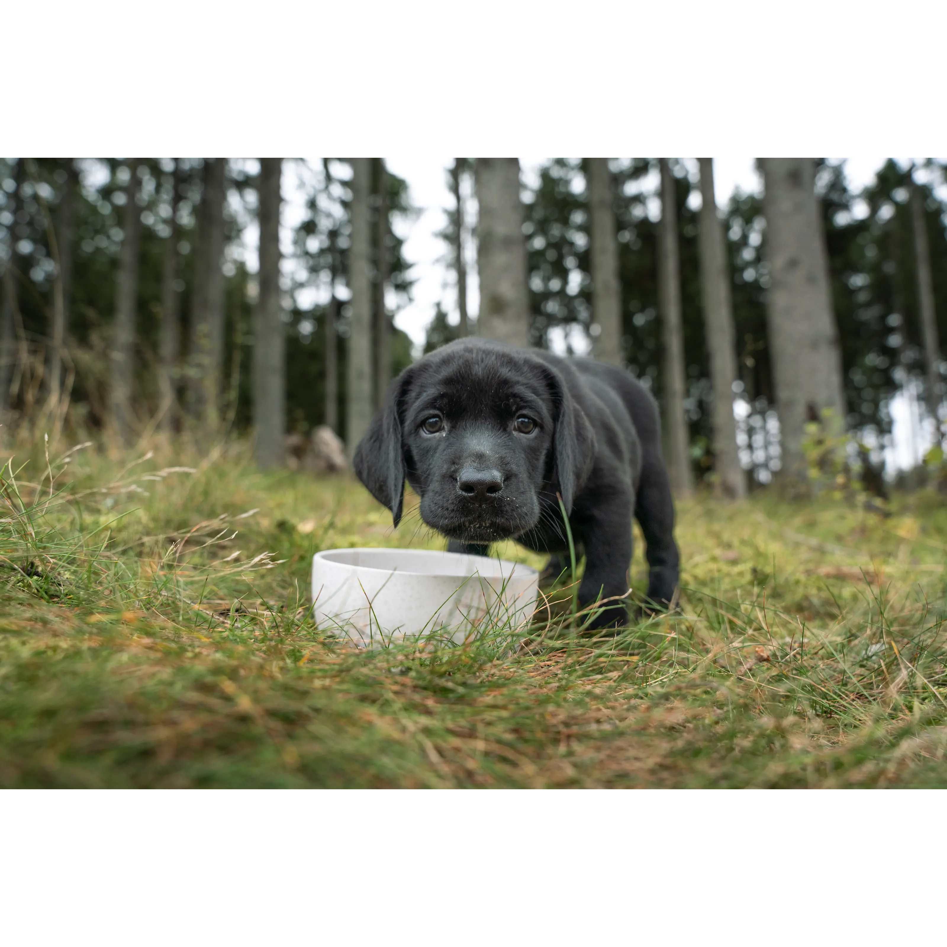 Petgood Hyönteispohjainen premium-ruoka pennuille