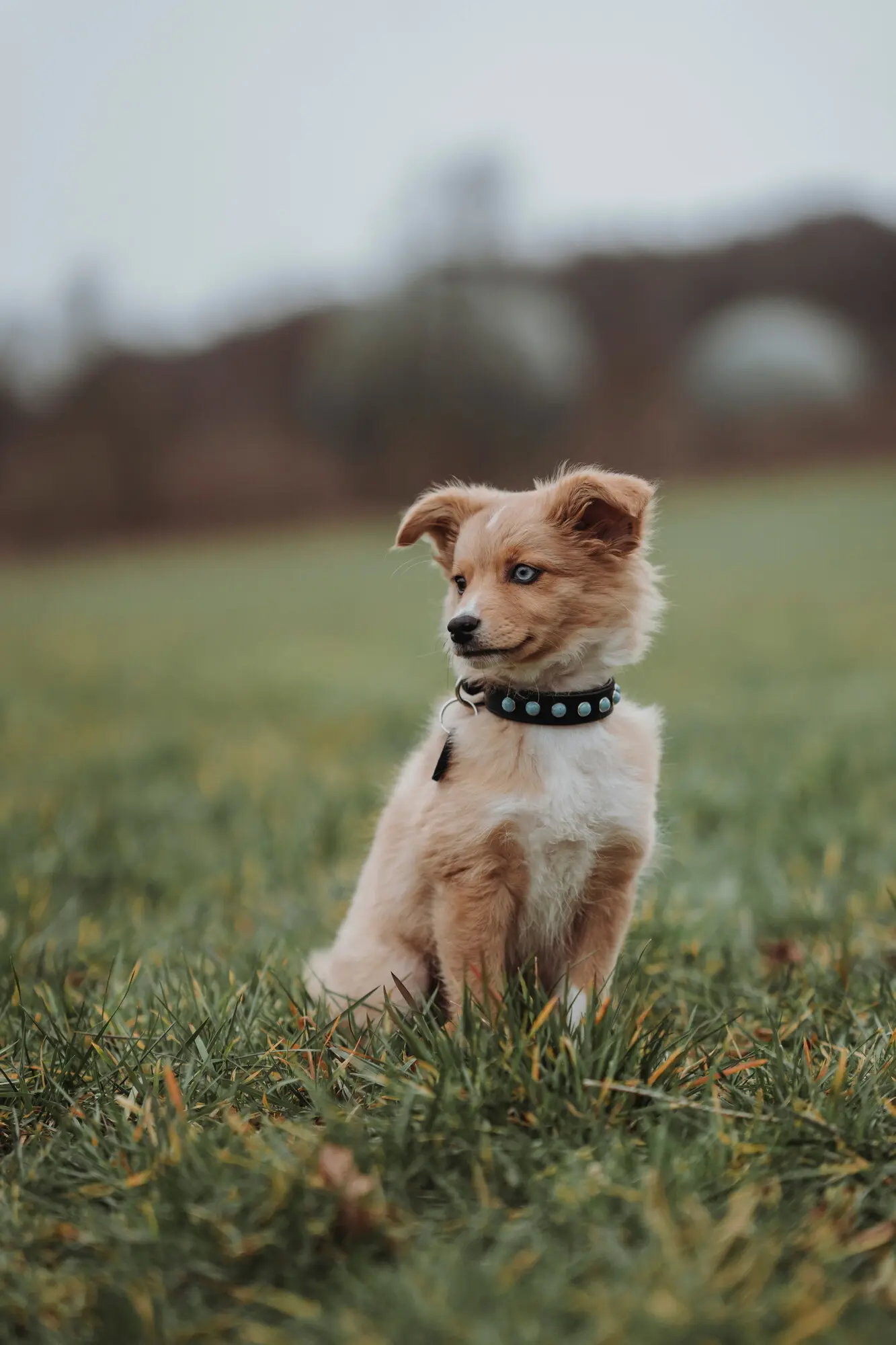 Hundhalsband Modica Svart