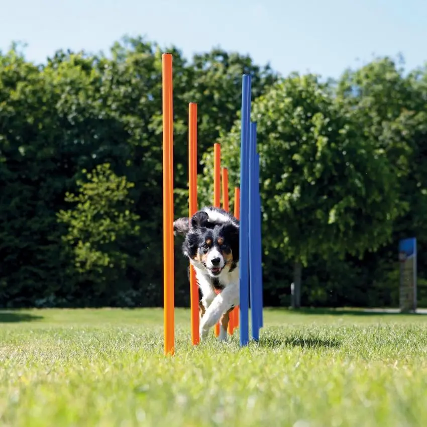 Koiran toiminta Agility Slalom