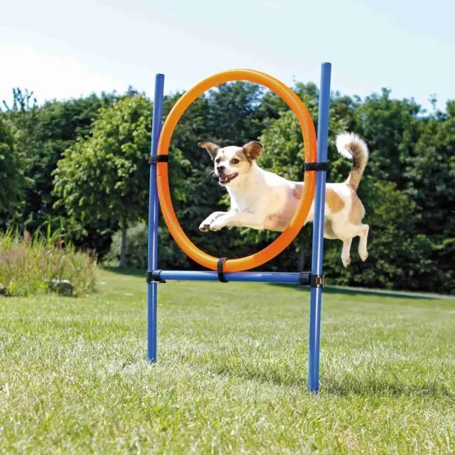 Agility Jumping Ring
