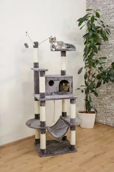 Kynsipuu Matteo