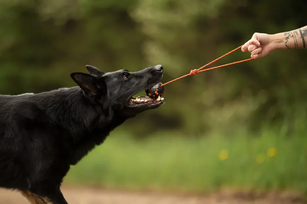 Dog ball on rope