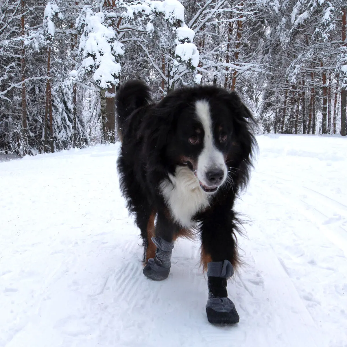 Hundsko Halla Lux 2-Pack
