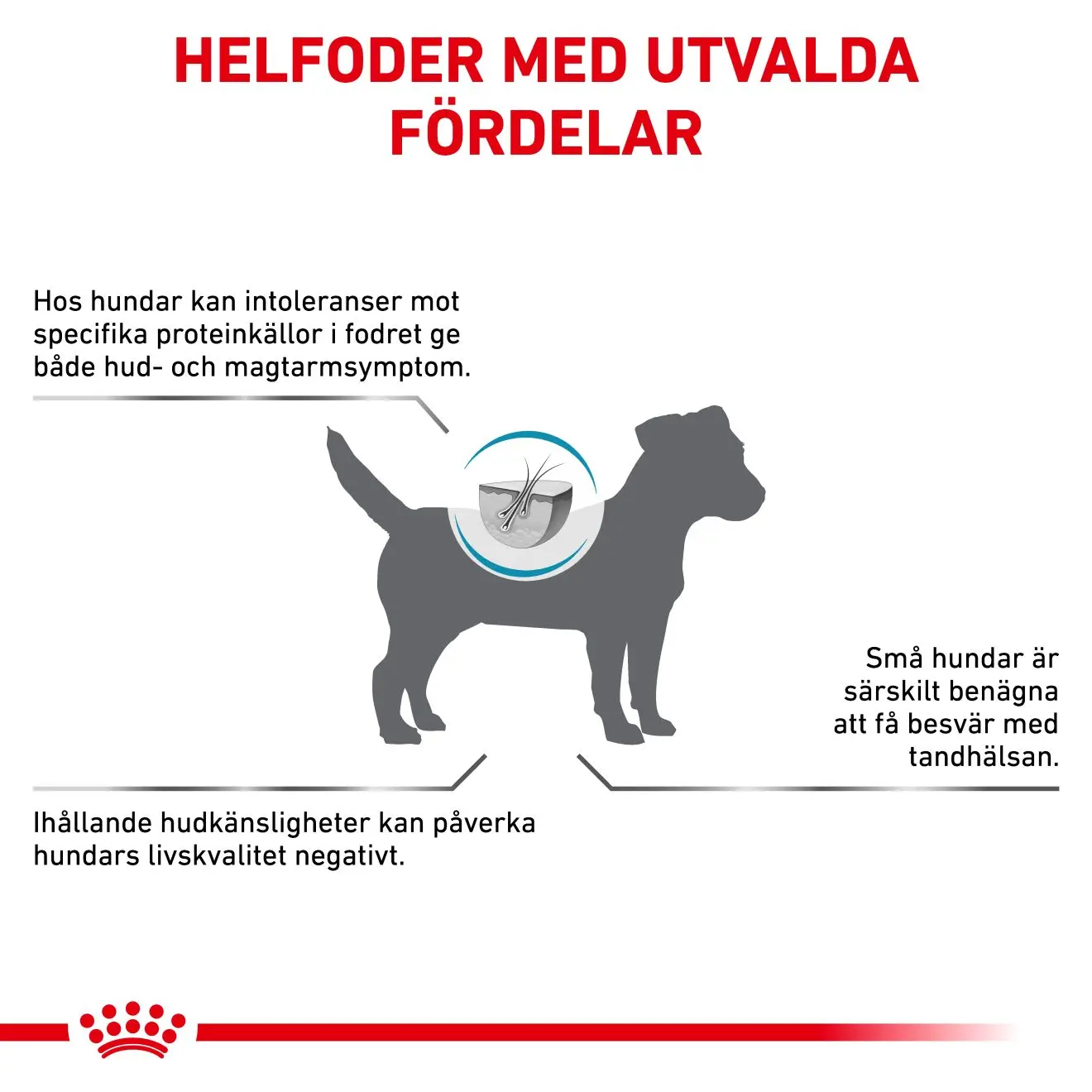 Derma Anallergenic Small Dog kuivaruoka koirille