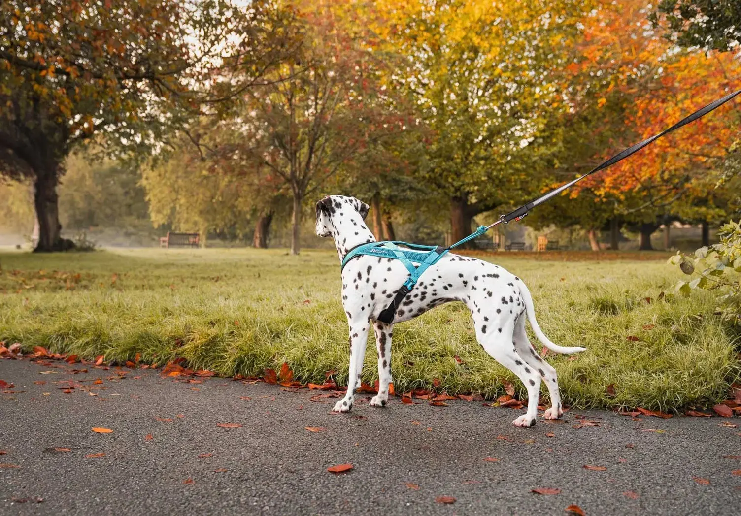 Non-stop dogwear Rush harness – trænings- og trækkesele til hunde