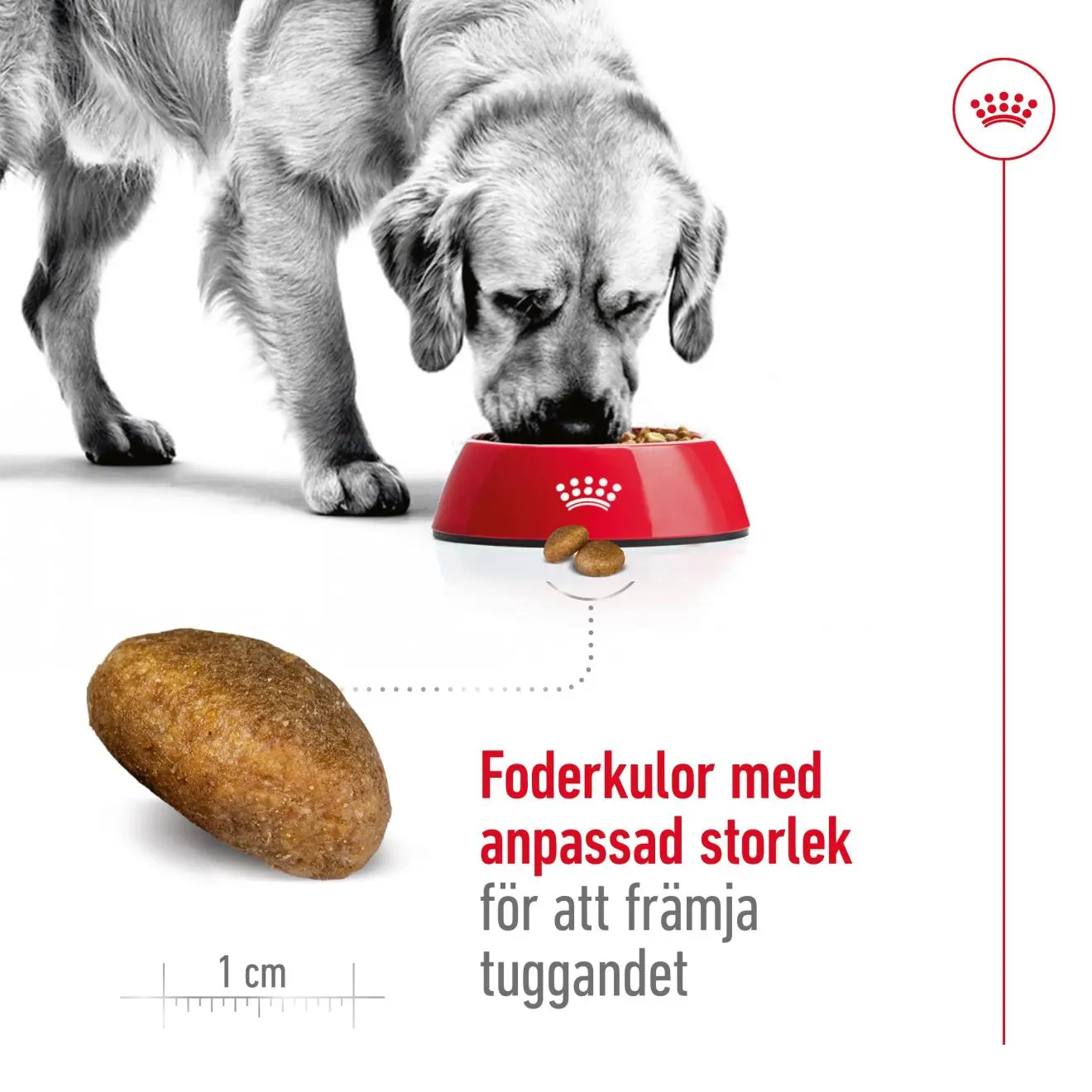 Maxi Adult kuivaruoka aikuisille suurille koirille