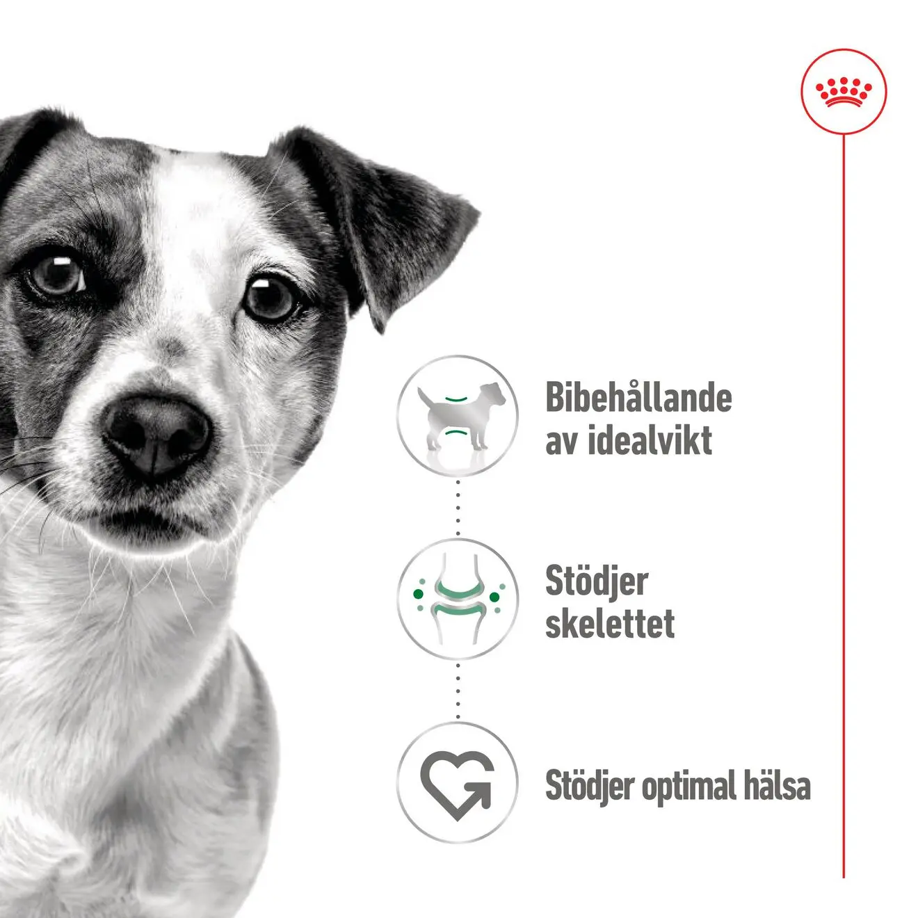 Mini Adult Märkäruoka koirille
