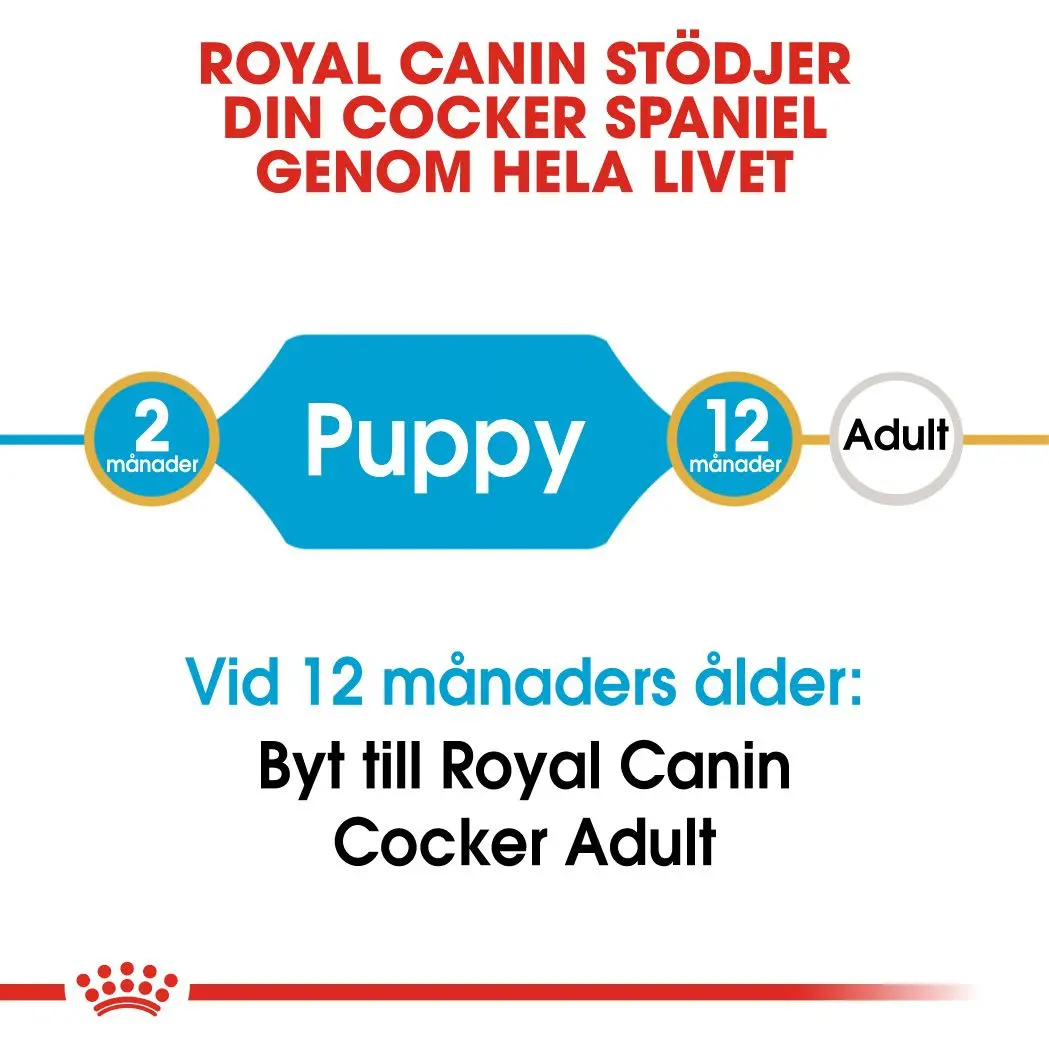 Cocker Spaniel Puppy Kuivaruoka pennuille