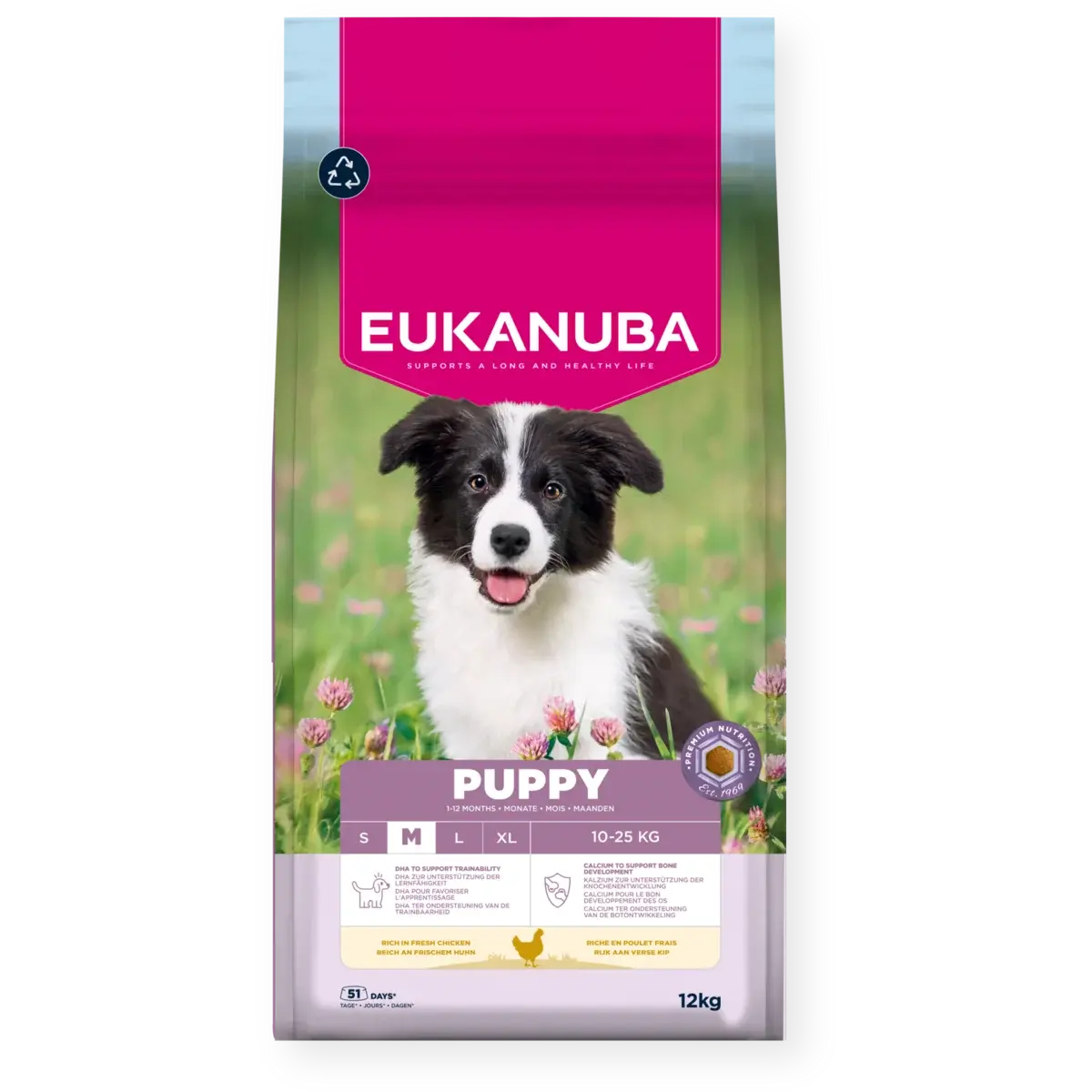 Dog Puppy Medium Breed