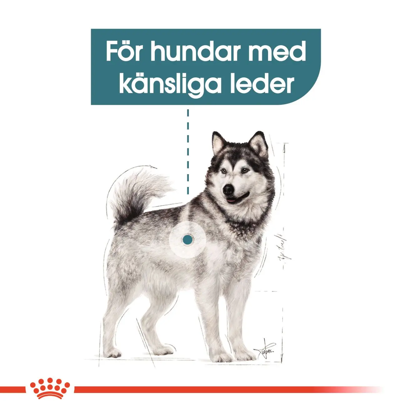 Royal Canin Maxi Joint Care hundefoder til store hunde med følsomme led