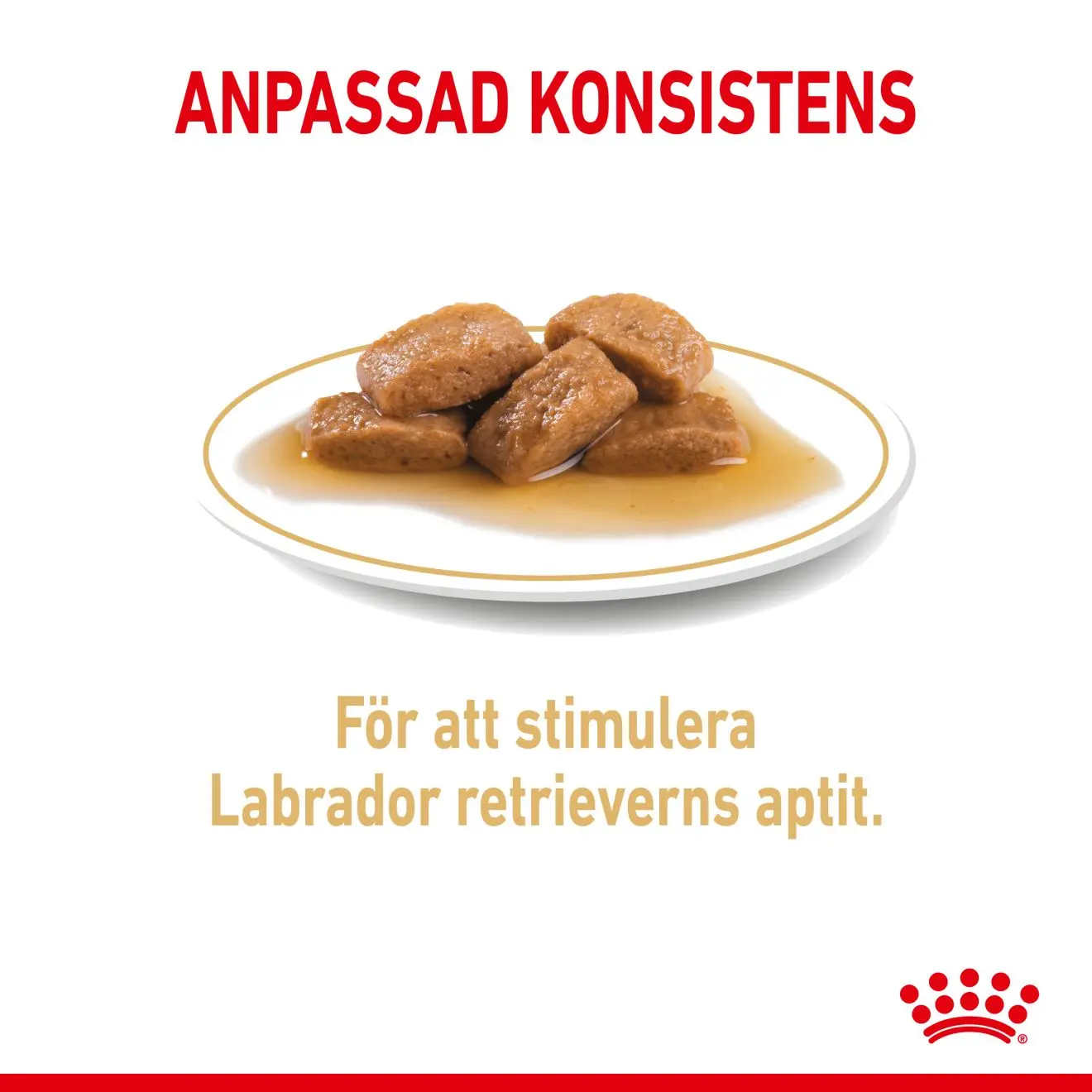 Labrador Retriever Adult Gravy