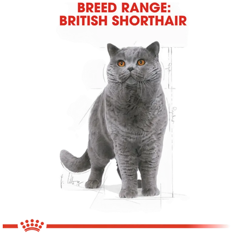 British Shorthair Adult kissan kuivaruoka