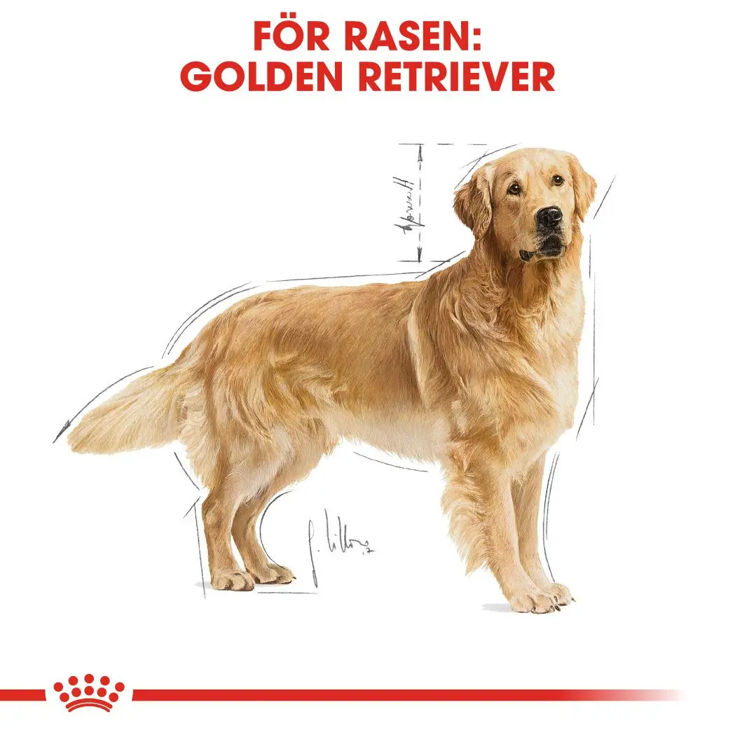 Golden Retriever Adult Kuivaruoka koirille