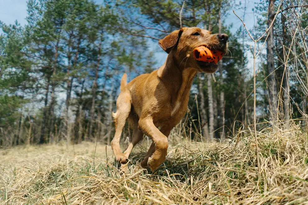 Dog throw toy one size