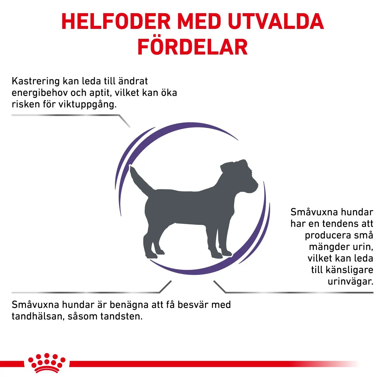 Kastroitu aikuinen pieni koira Kuivaruoka koirille