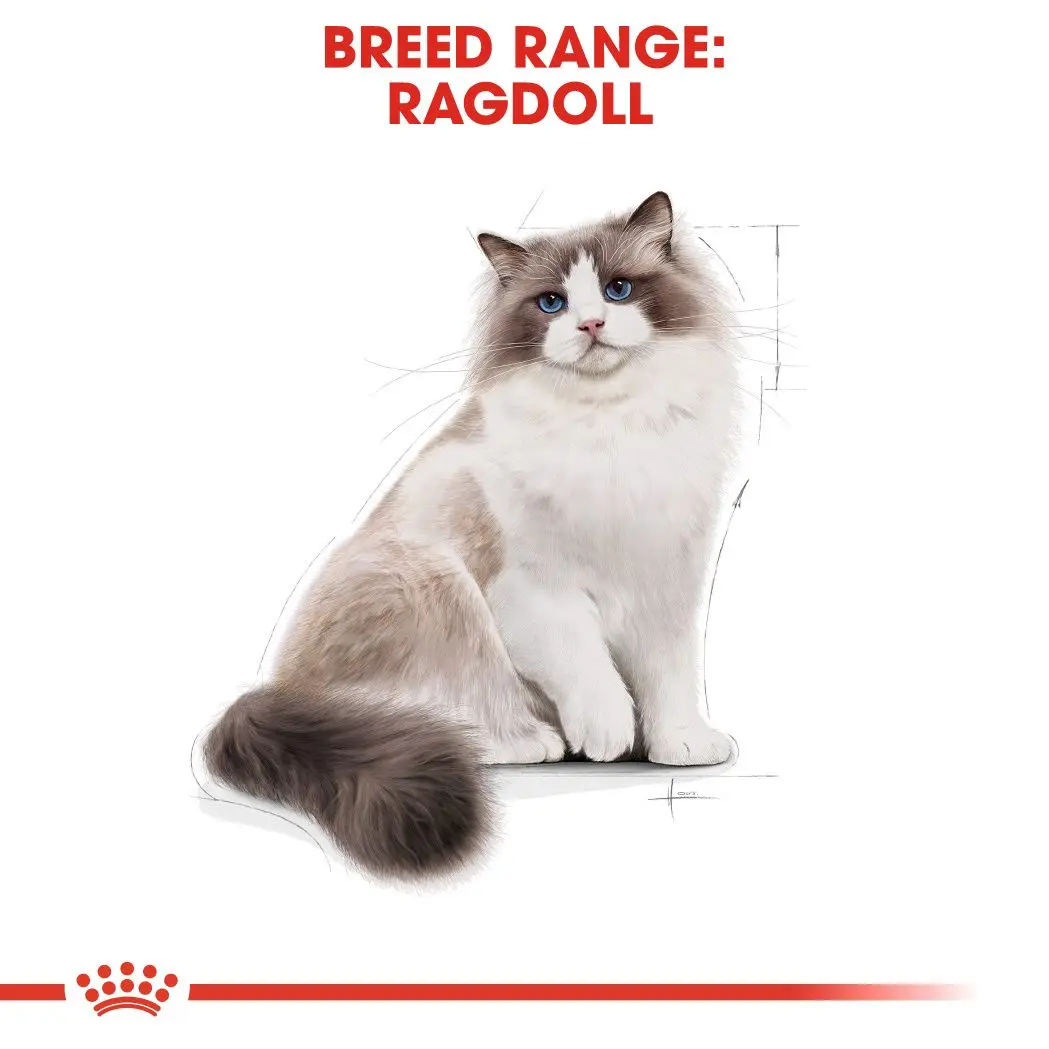 Ragdoll Adult kissan kuivaruoka