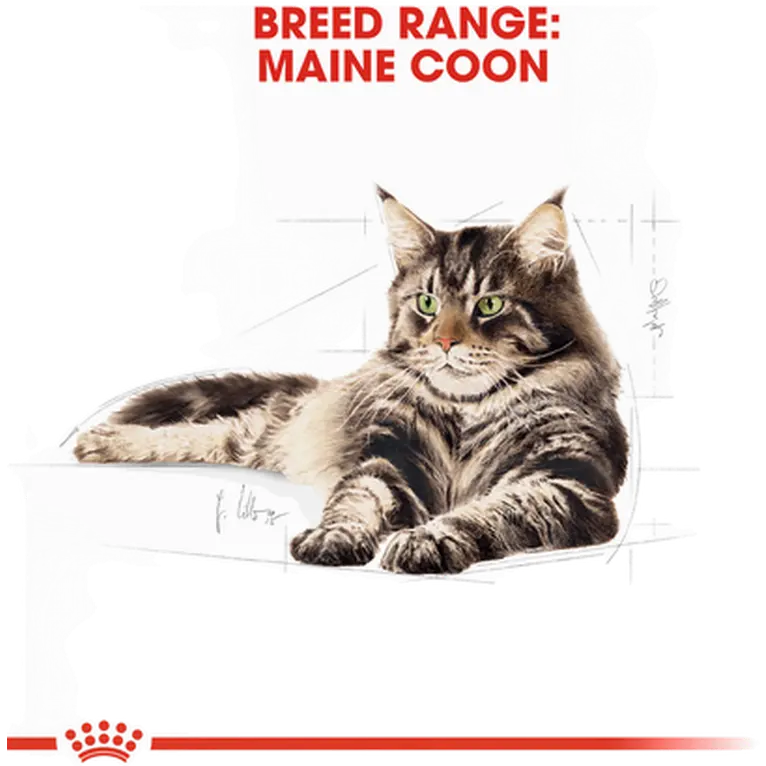 Maine Coon Adult kissan kuivaruoka