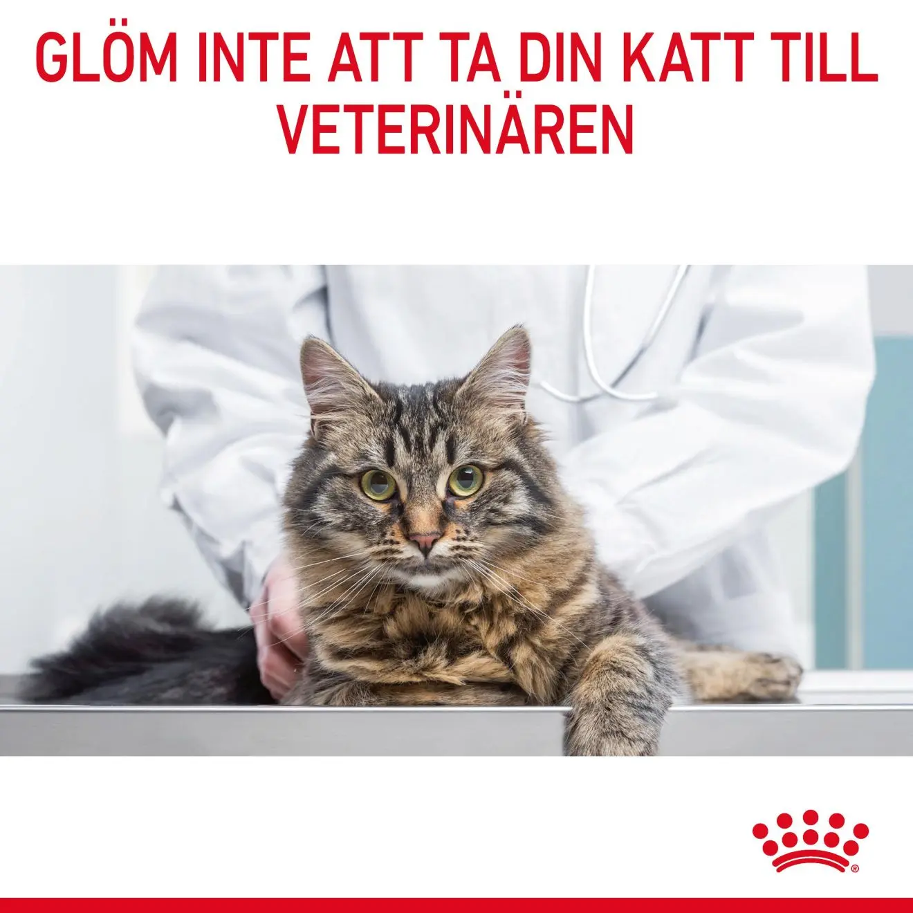 Feline Care Nutrition Appetite Control Care kissan kuivaruoka