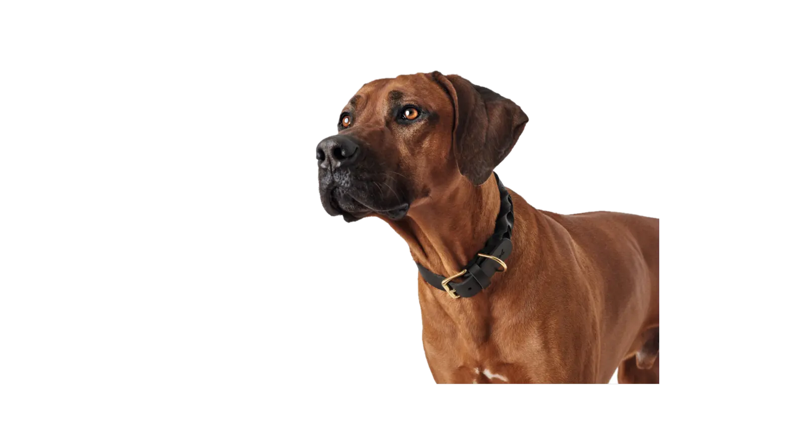 Hundhalsband Sansibar Solid Cow Leather Svart