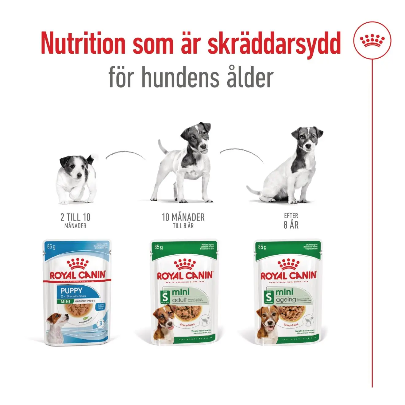 Mini Ageing Märkäruoka koirille