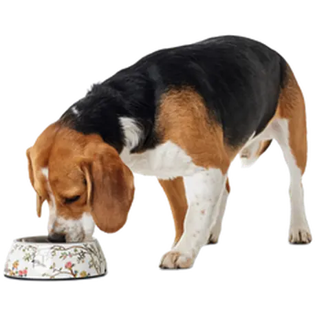 Dog & Cat Feeding Bowl Mogami Melamine Print