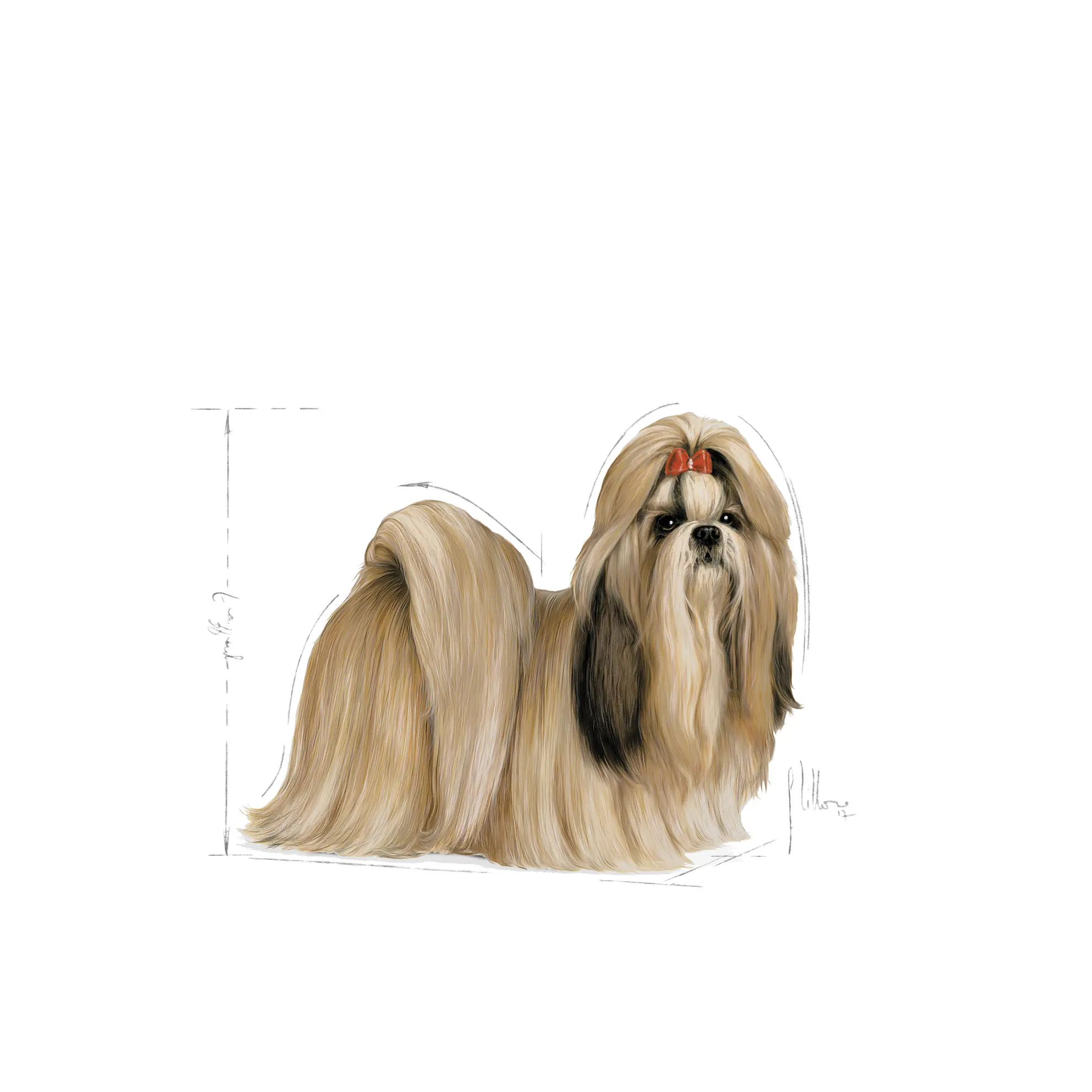 Shih Tzu Adult Kuivaruoka koirille