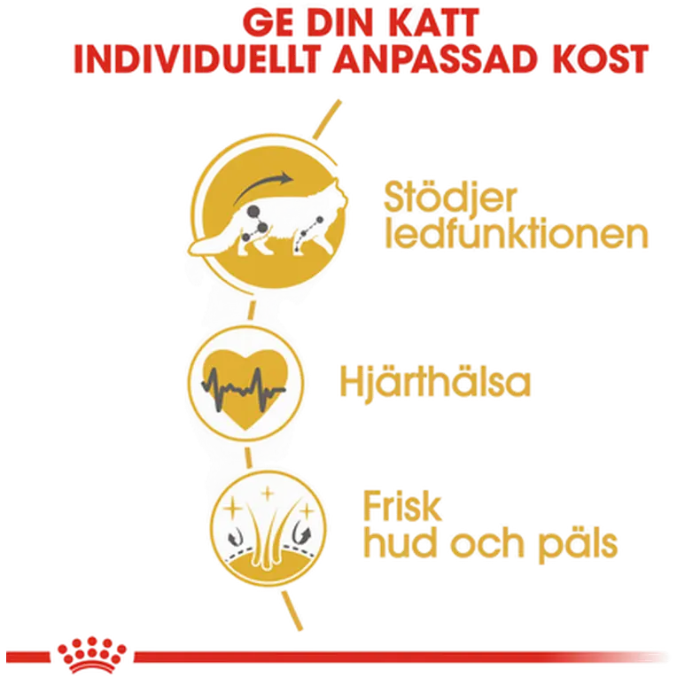 Maine Coon Adult kissan kuivaruoka