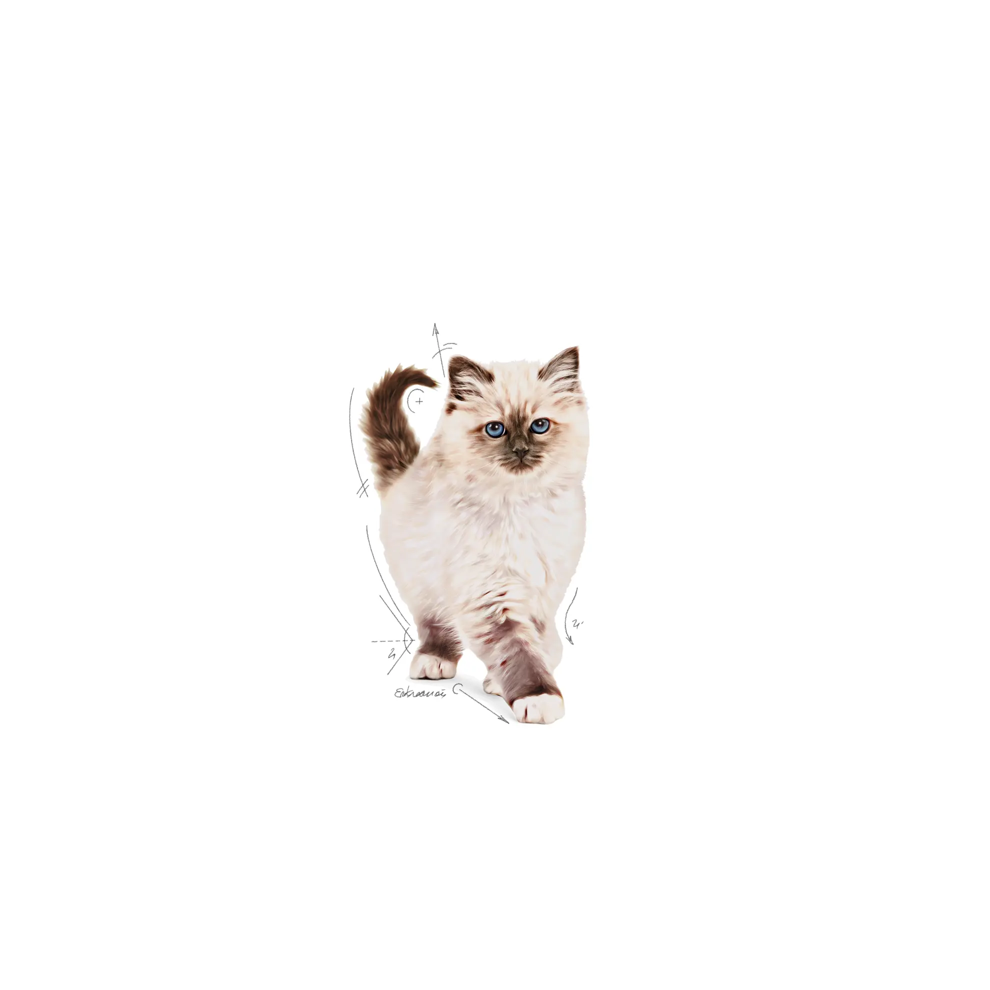 Kitten kissanpennun kuivaruoka