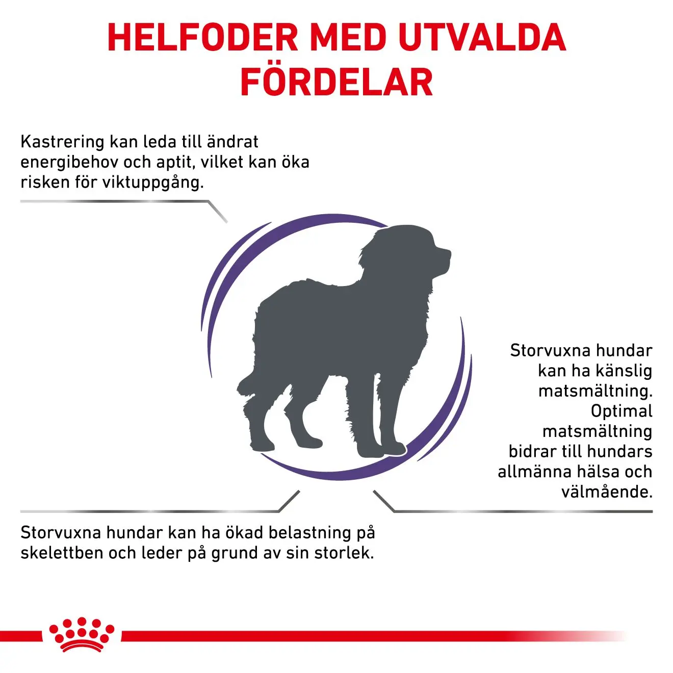 Kastroitu aikuinen iso koira Kuivaruoka koirille
