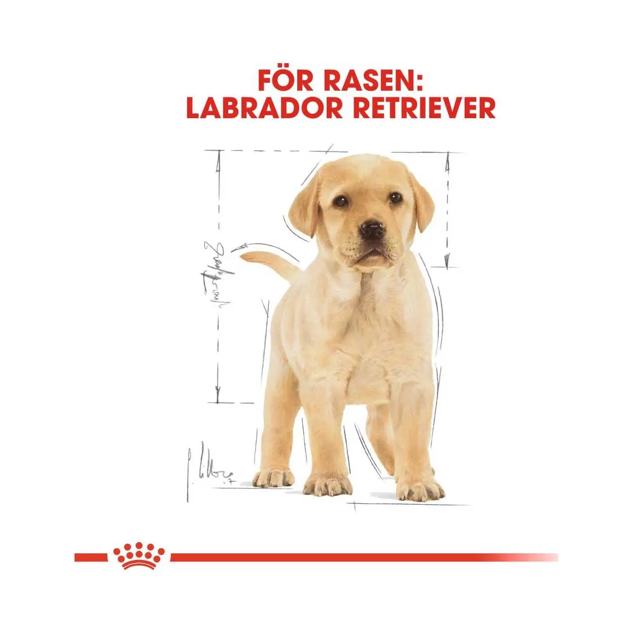 BHN Labrador Puppy