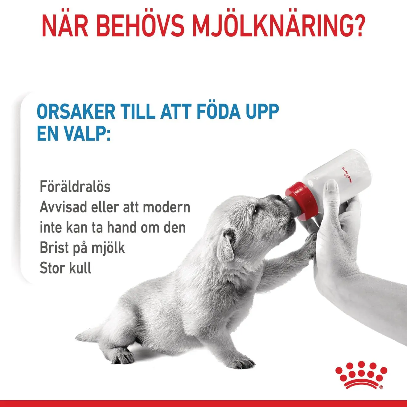 Babydog Milk Starter Formula koirille