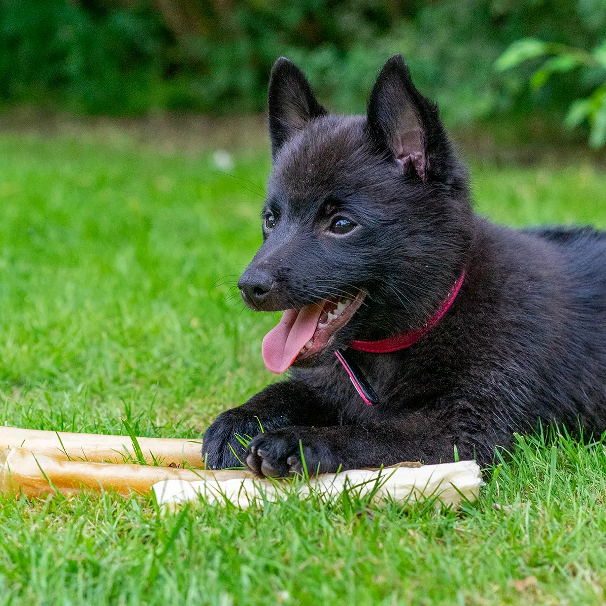 Hund som drar i valpen Valp