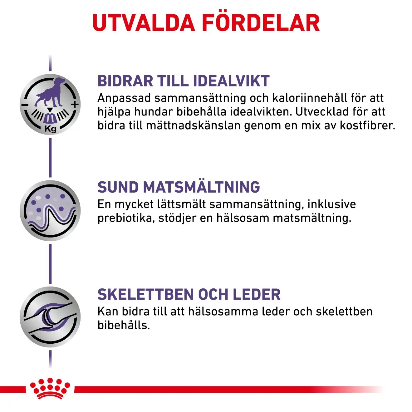 Kastroitu aikuinen iso koira Kuivaruoka koirille