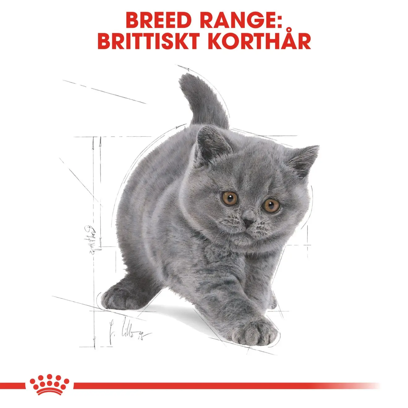 British Shorthair Kitten kissanpennun kuivaruoka
