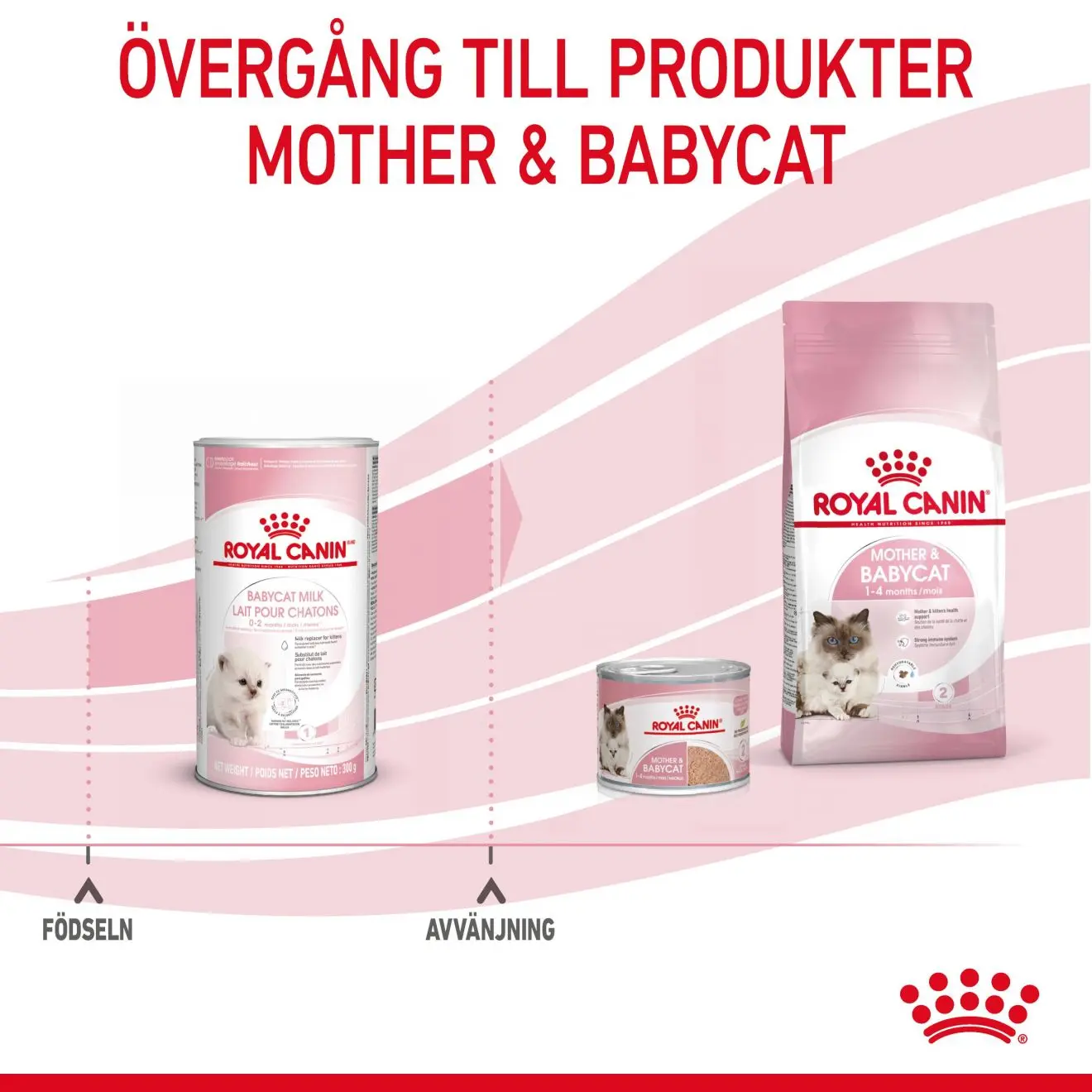 Babycat Milk Starter maito kissanpennulle