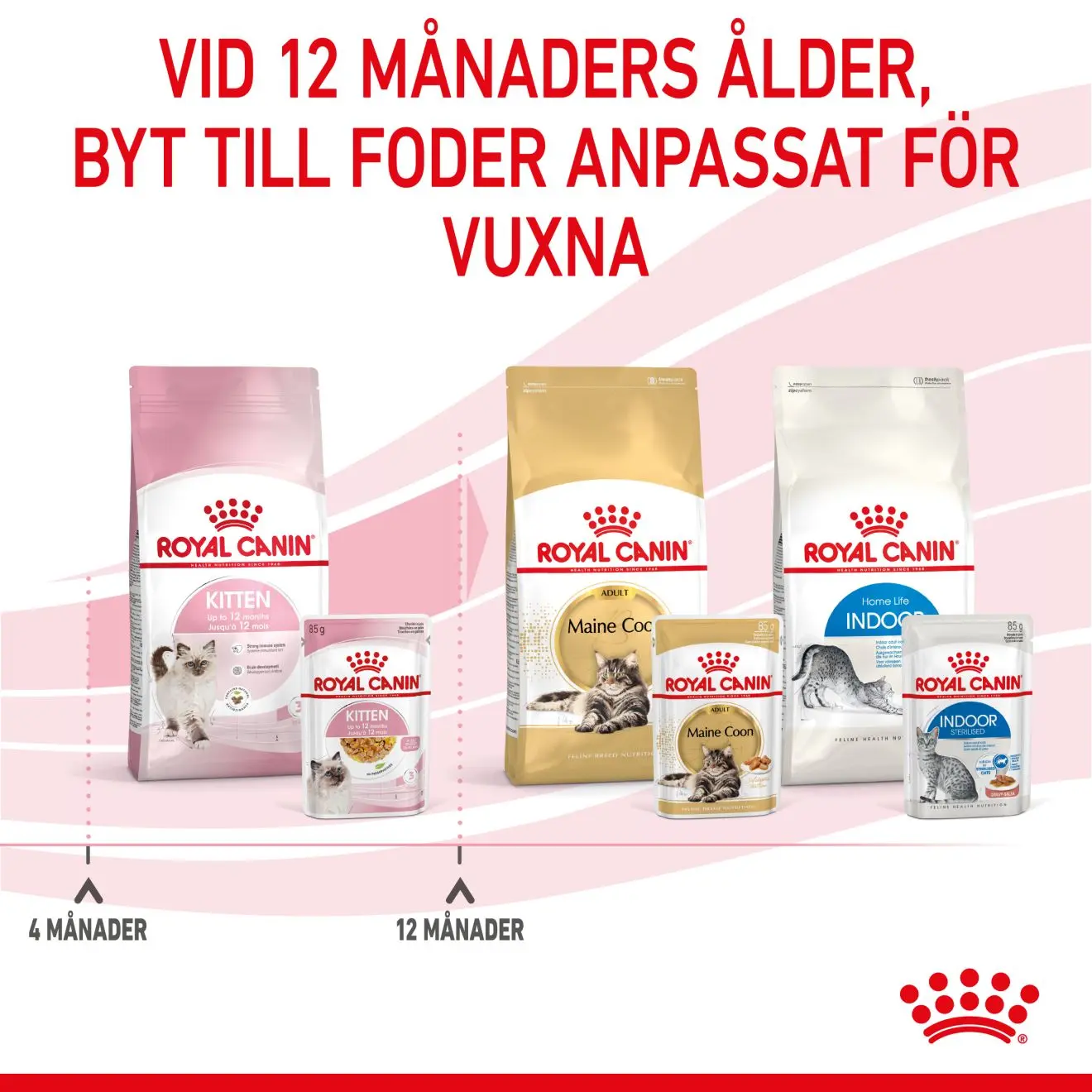 Kitten Jelly kissanpennun märkäruoka