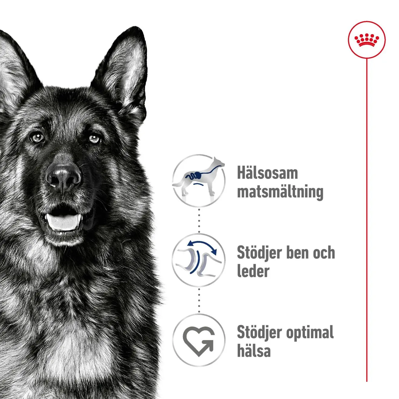 Maxi Adult kuivaruoka aikuisille suurille koirille