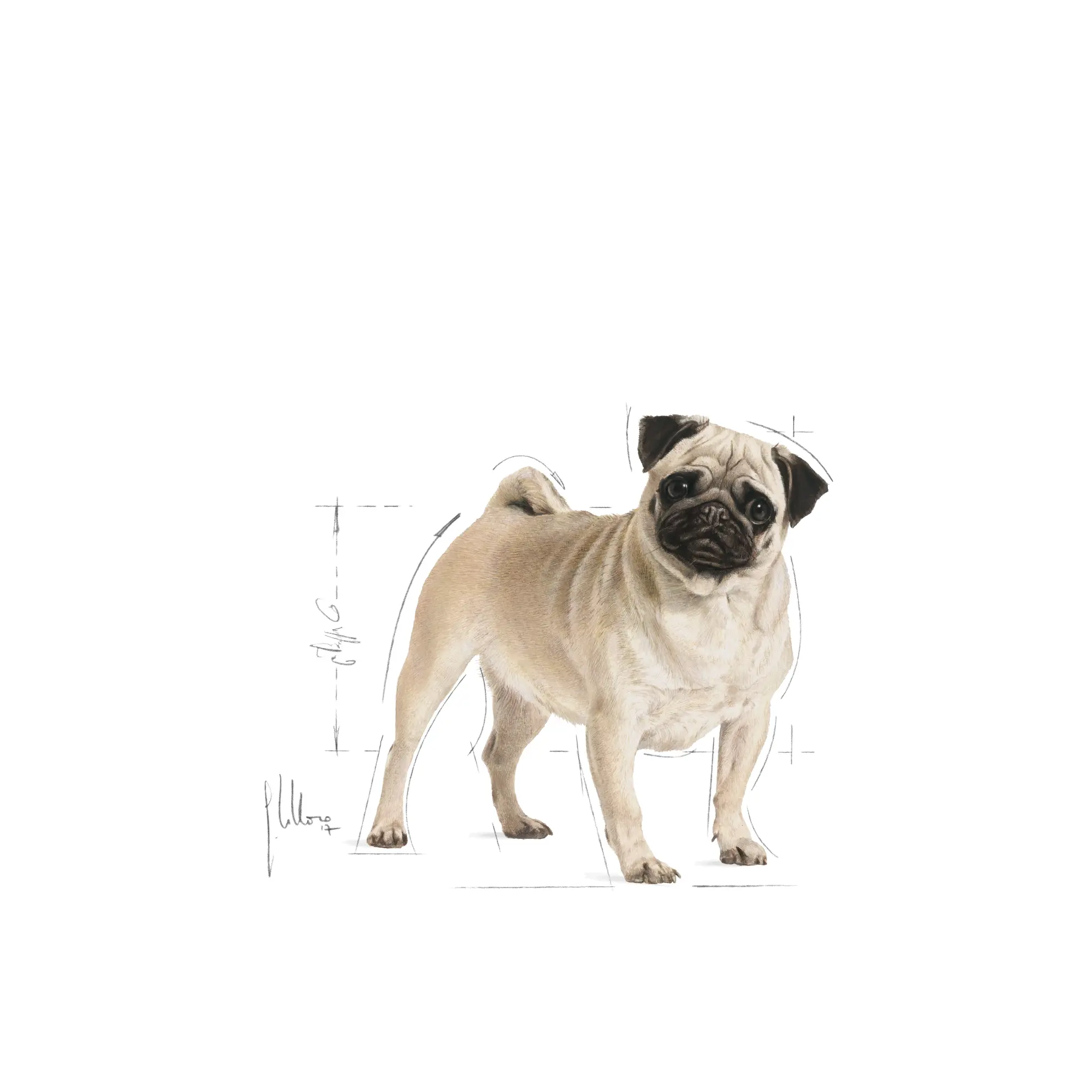 Pug Adult Torrfoder för hund