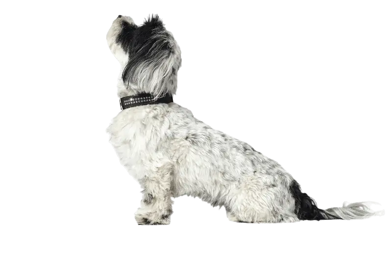 Hundhalsband Softie Deluxe Svart