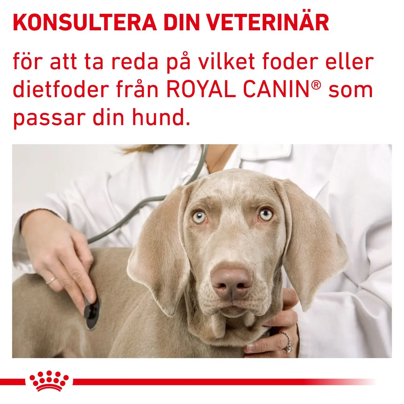 Dental Small Dog kuivaruoka koirille