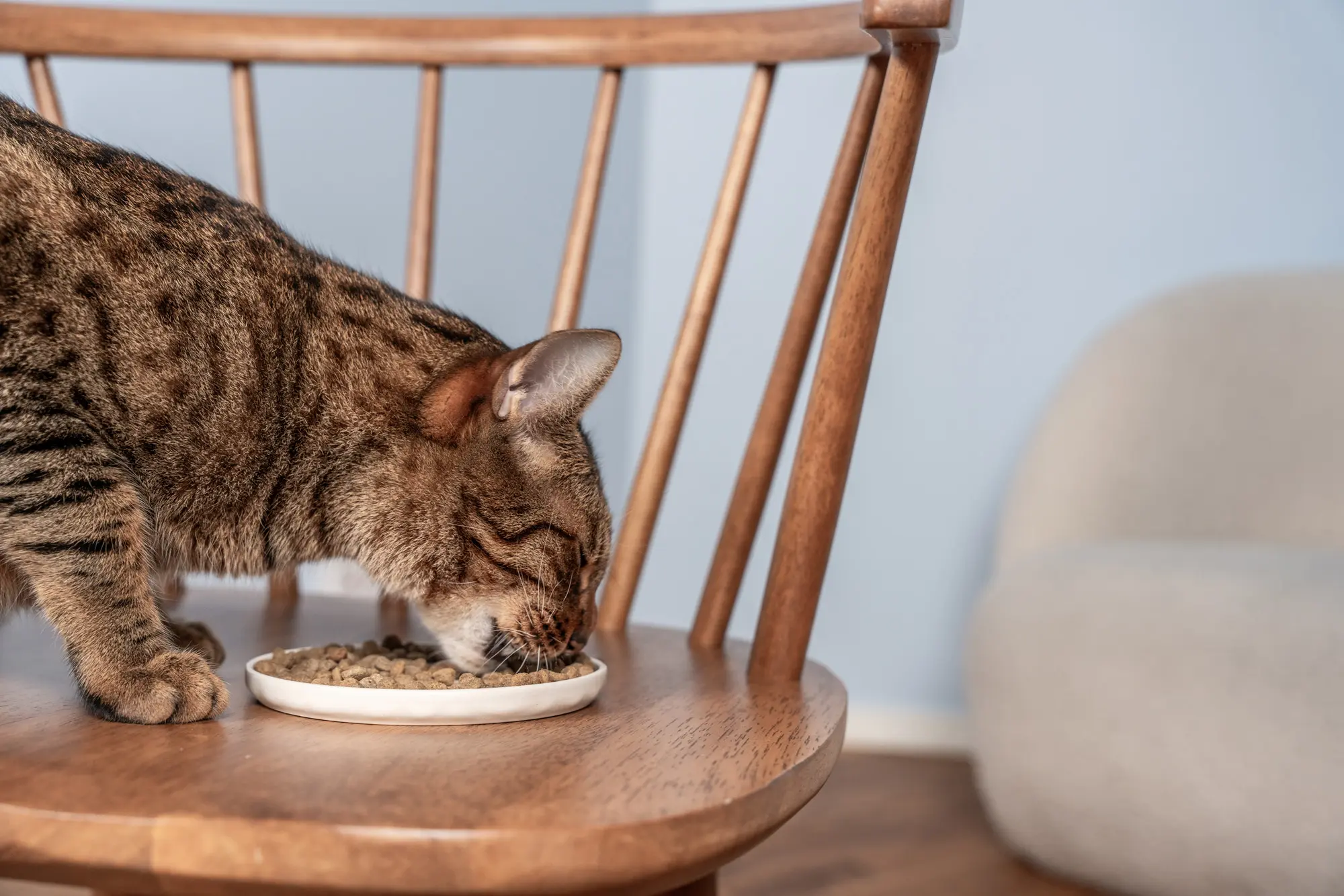 Petgood Hyönteispohjainen premium-ruoka aikuisille kissoille