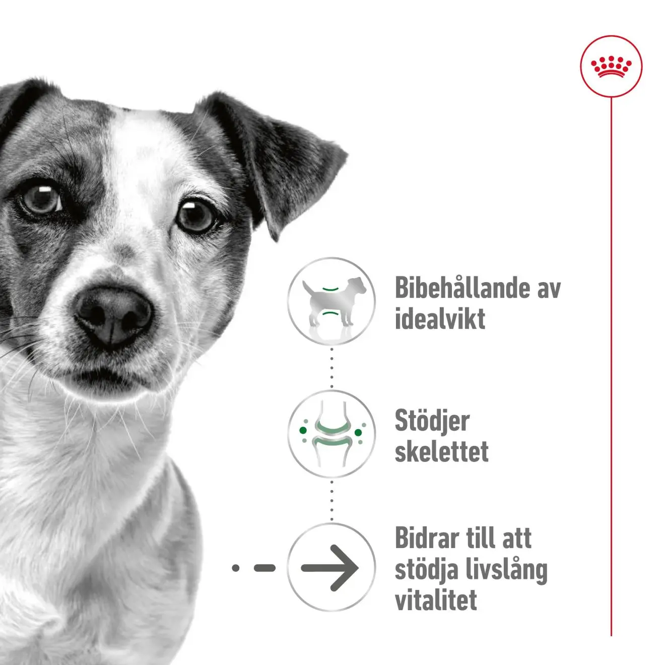 Mini Ageing 12+ Ageing Kuivaruoka koirille