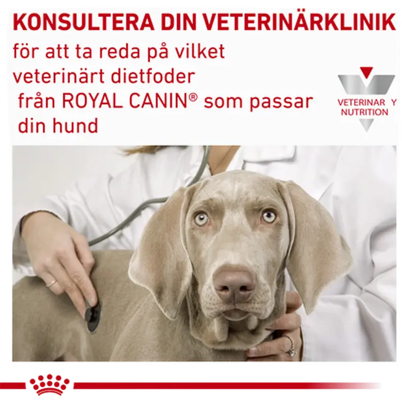 Derma Hypoallergenic Loaf Can märkäruoka koirille